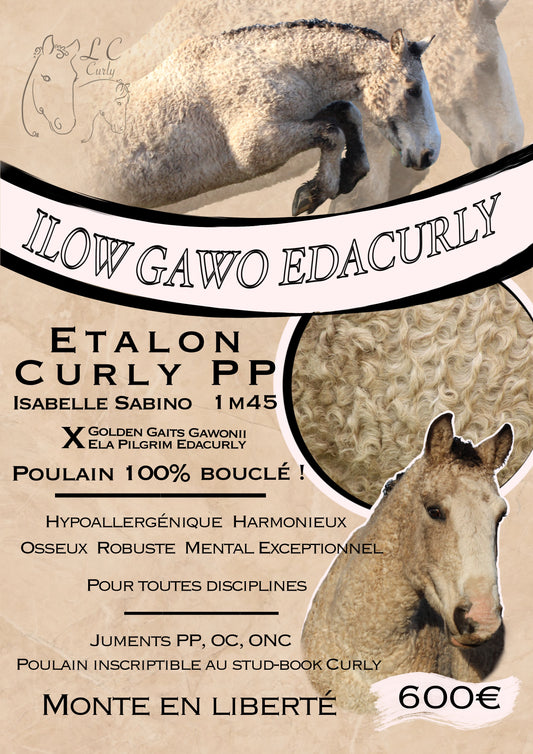 Affiche animalière pour vente, saillie, naissance,….